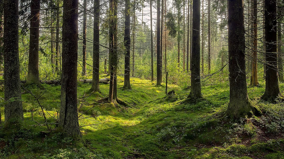 Paslėptų brangakmenių ekspedicija